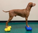 FitPAWS K9FITbone Mini koiran tasapainoalusta, 2kpl sininen, 29,2x16,5x6,3cm