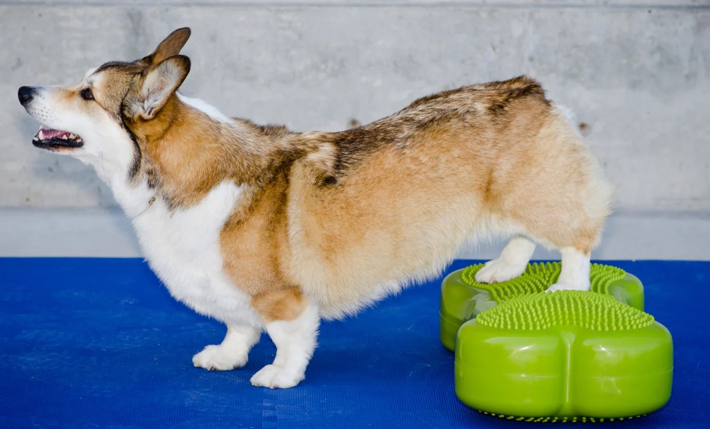 FitPAWS K9FITbone koiran tasapainoalusta, turkoosi, 58x29x10cm