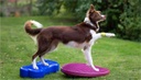 FitPAWS koiran tasapainolevy, pinkki, L ⌀56 cm