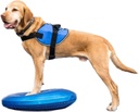 FitPAWS koiran tasapainolevy, sininen, S ⌀36 cm