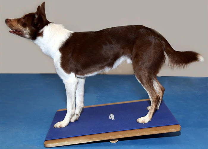 FitPAWS koiran tasapainolauta XL 75x75 cm