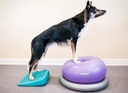 FitPAWS Trax koiran tasapainoalusta donitsi, violetti, ⌀55 cm