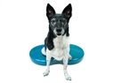 FitPaws Duo Disc tasapainoalusta n. 60x33x7cm