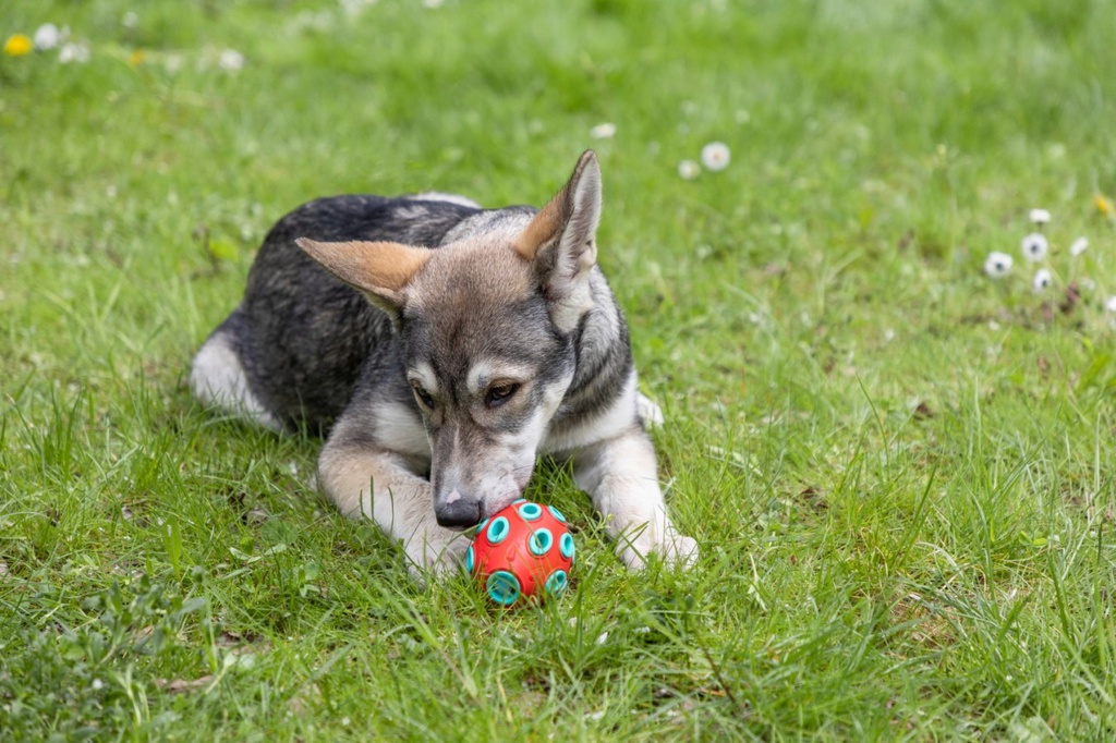 Kerbl koiran aktivointilelu täytettävä rugbypallo 12 cm