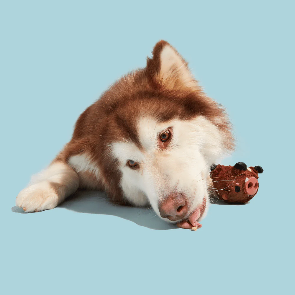 BARK koiranlelu 2in1 Wild Boris M