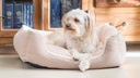 Amiplay Aspen XXL-koiranpeti sohva beige 114x90x25cm