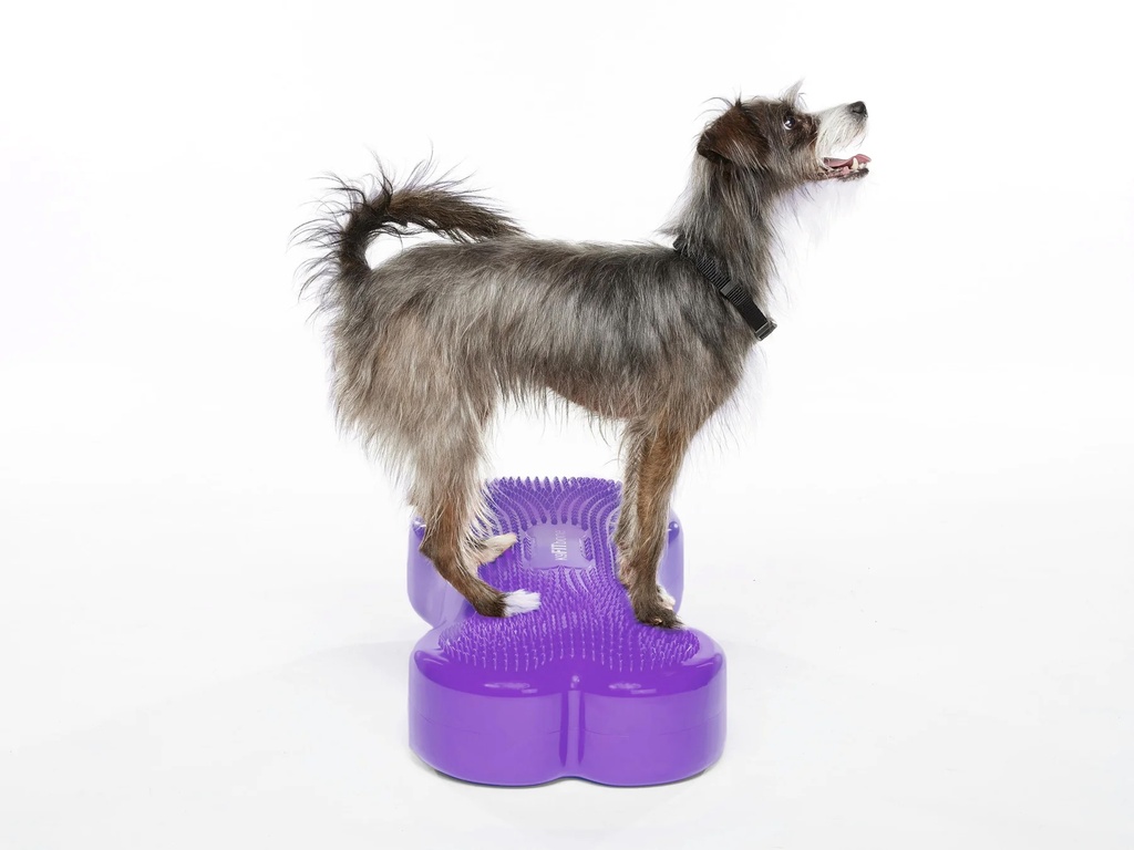 FitPAWS K9FITbone Medium koiran tasapainoalusta, violetti, 58x29x10cm
