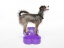 FitPAWS K9FITbone Medium koiran tasapainoalusta, violetti, 58x29x10cm
