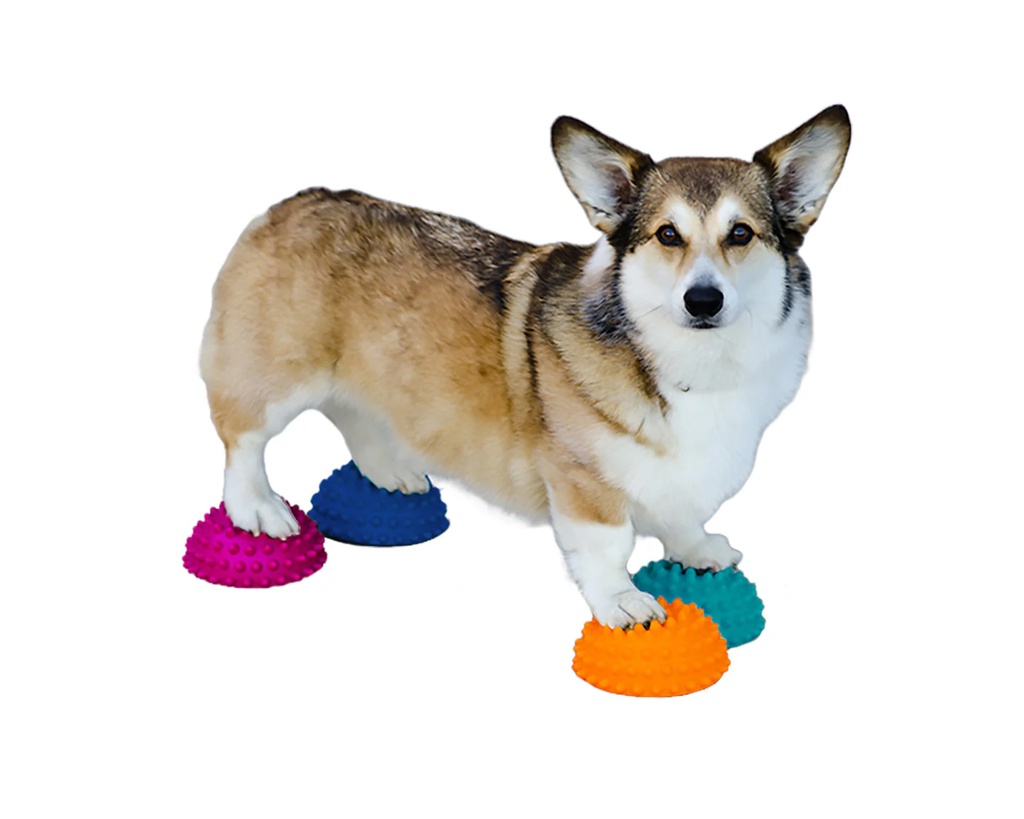 FitPAWS Paw Pods koiran tasapainopuolipallot 4 kpl sis pumppu