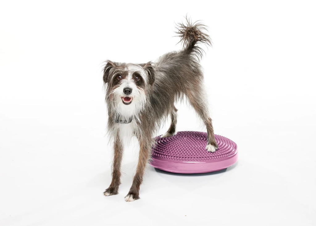 FitPAWS koiran tasapainolevy, pinkki, S ⌀36 cm sis. pumppu