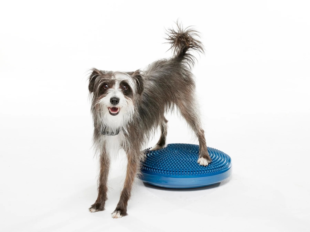 FitPAWS koiran tasapainolevy, sininen, S ⌀36 cm sis. pumppu