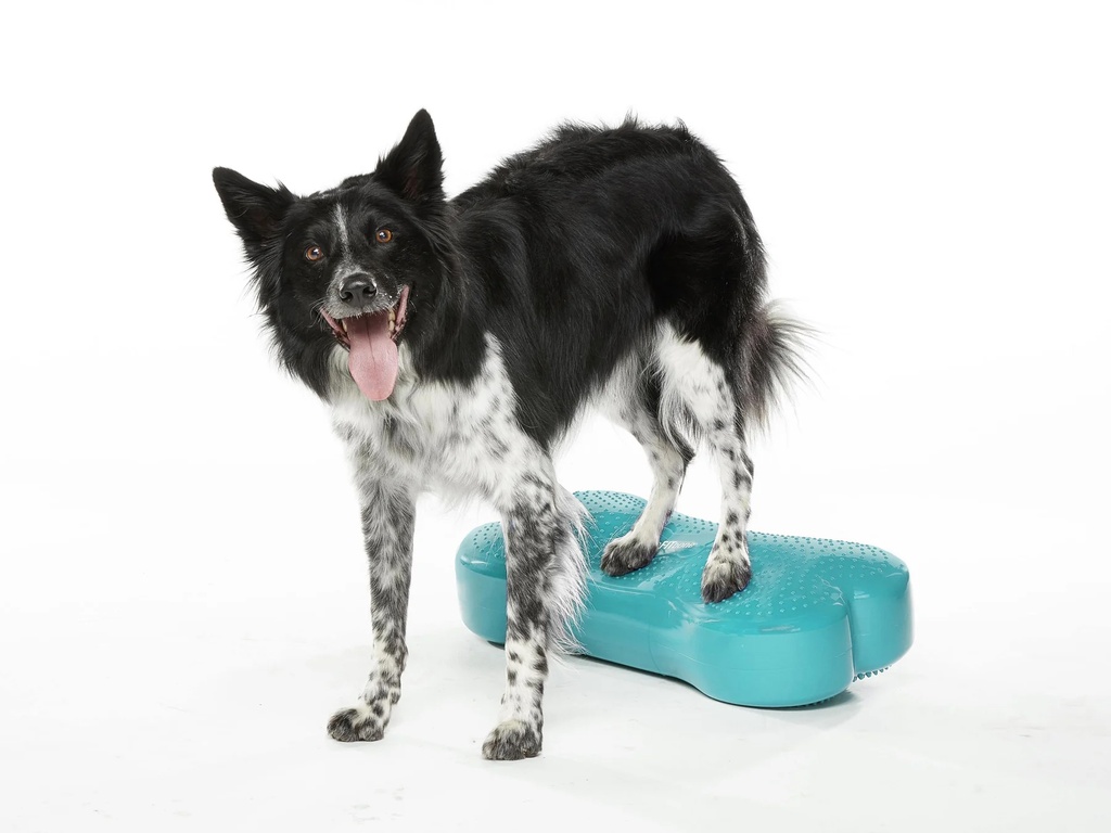 FitPAWS K9FITbone Medium koiran tasapainoalusta, turkoosi, 58x29x10cm
