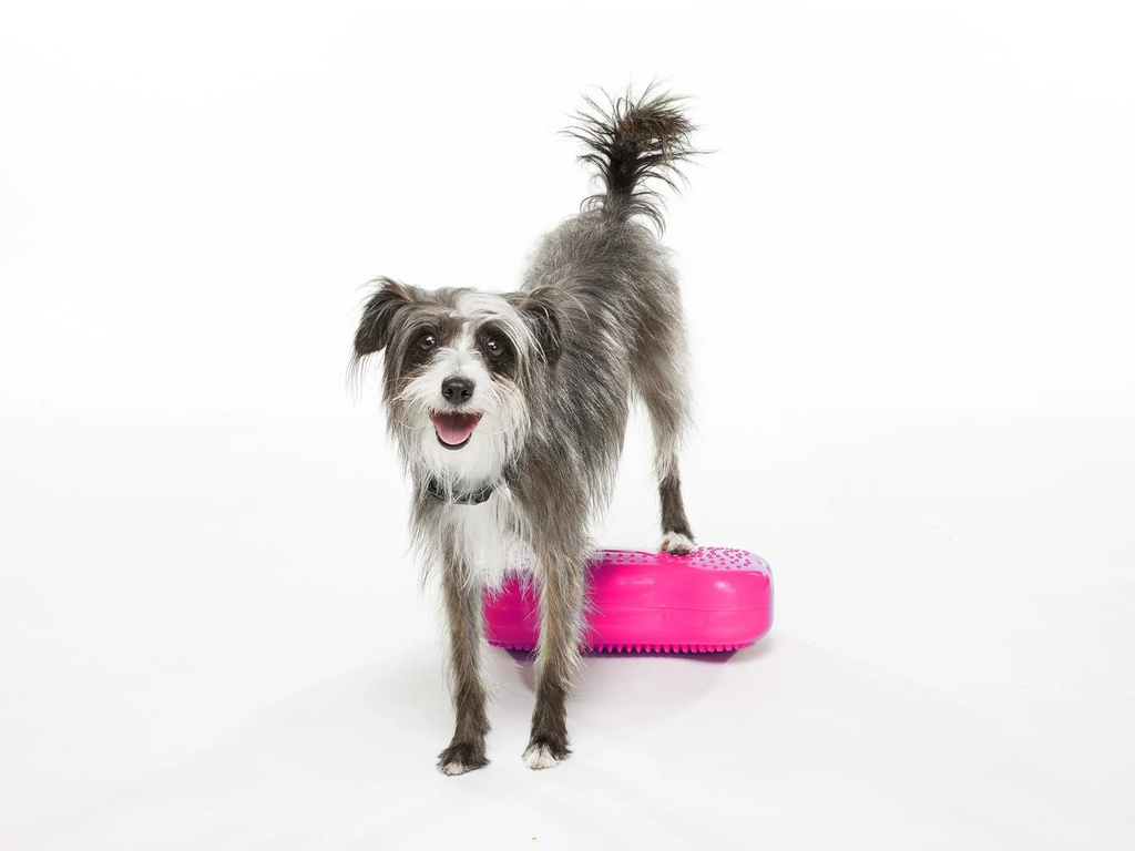 FitPAWS K9FITbone Mini koiran tasapainoalusta, 2kpl pinkki, 29,2x16,5x6,3cm