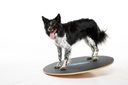 FitPAWS koiran tasapainolauta ⌀50 cm
