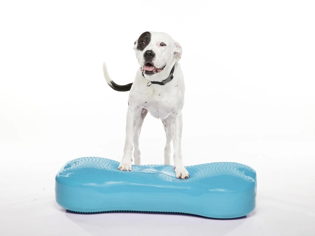 FitPAWS K9FITbone XL koiran tasapainoalusta, turkoosi, 90x39x14cm