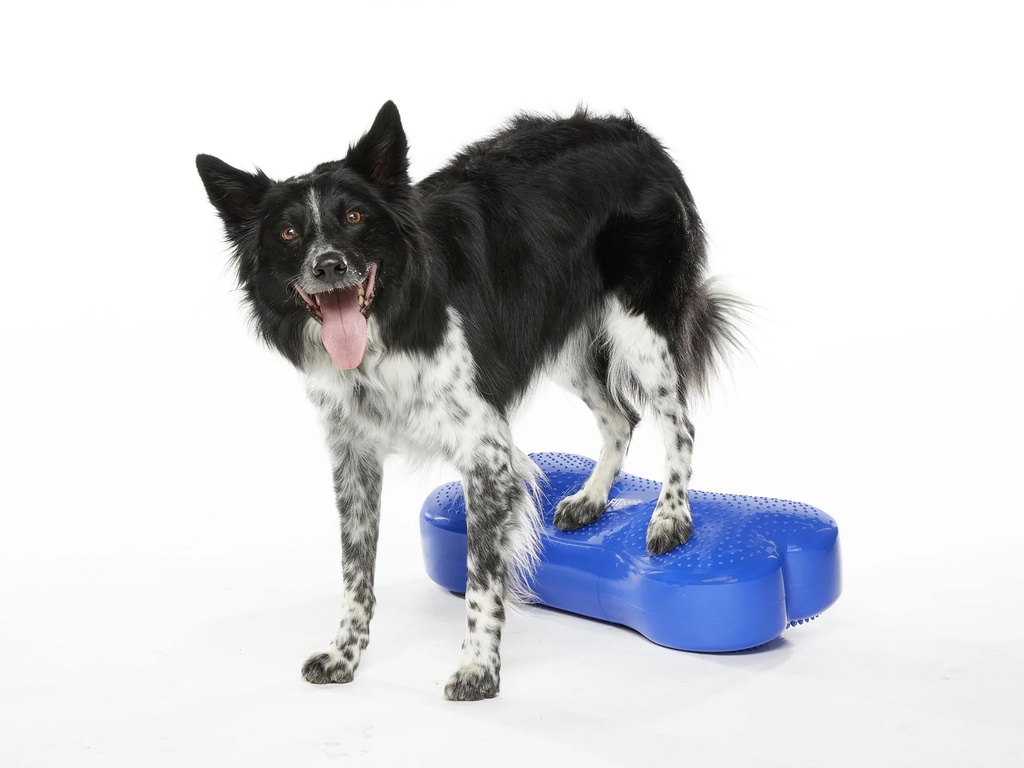 FitPAWS K9FITbone Medium koiran tasapainoalusta, sininen, 58x29x10cm