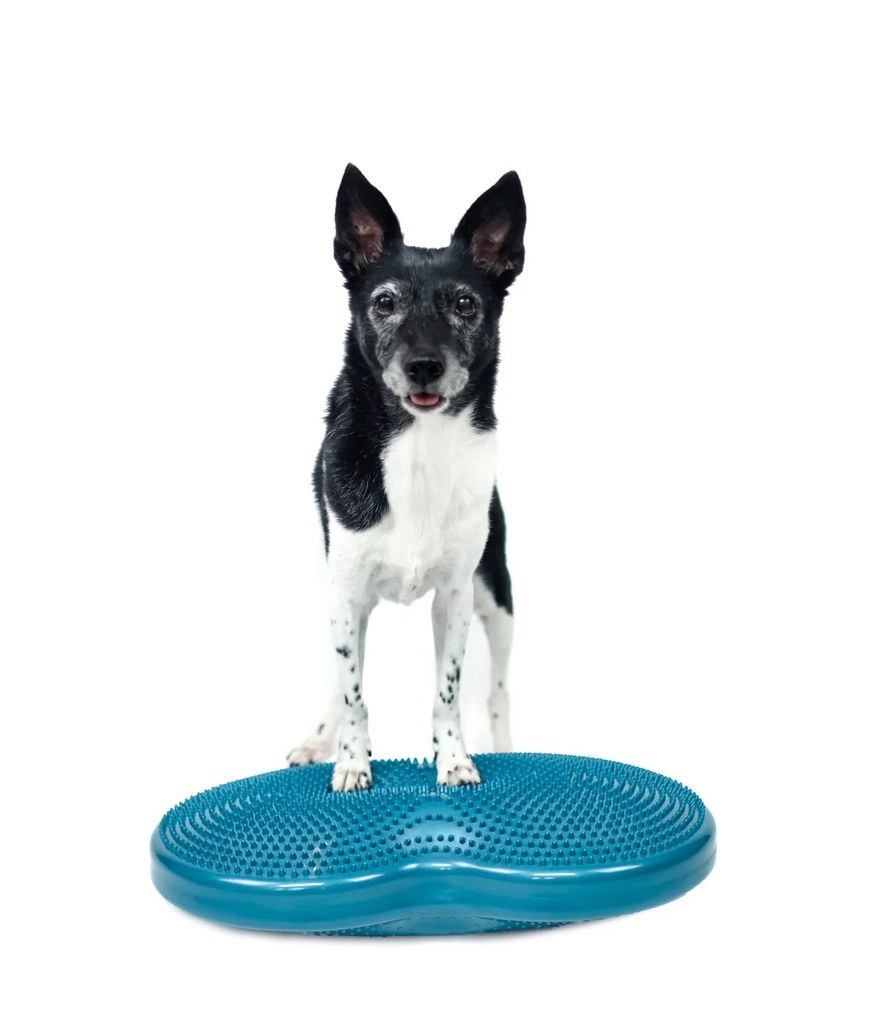 FitPAWS Duo Disc tasapainoalusta n. 60x33x7cm sis. pumppu