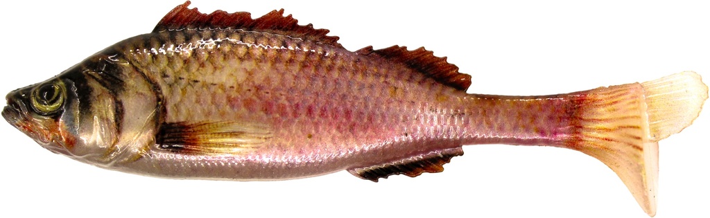 JAKKI AITOKALA jigi 10kpl 9cm väri 010